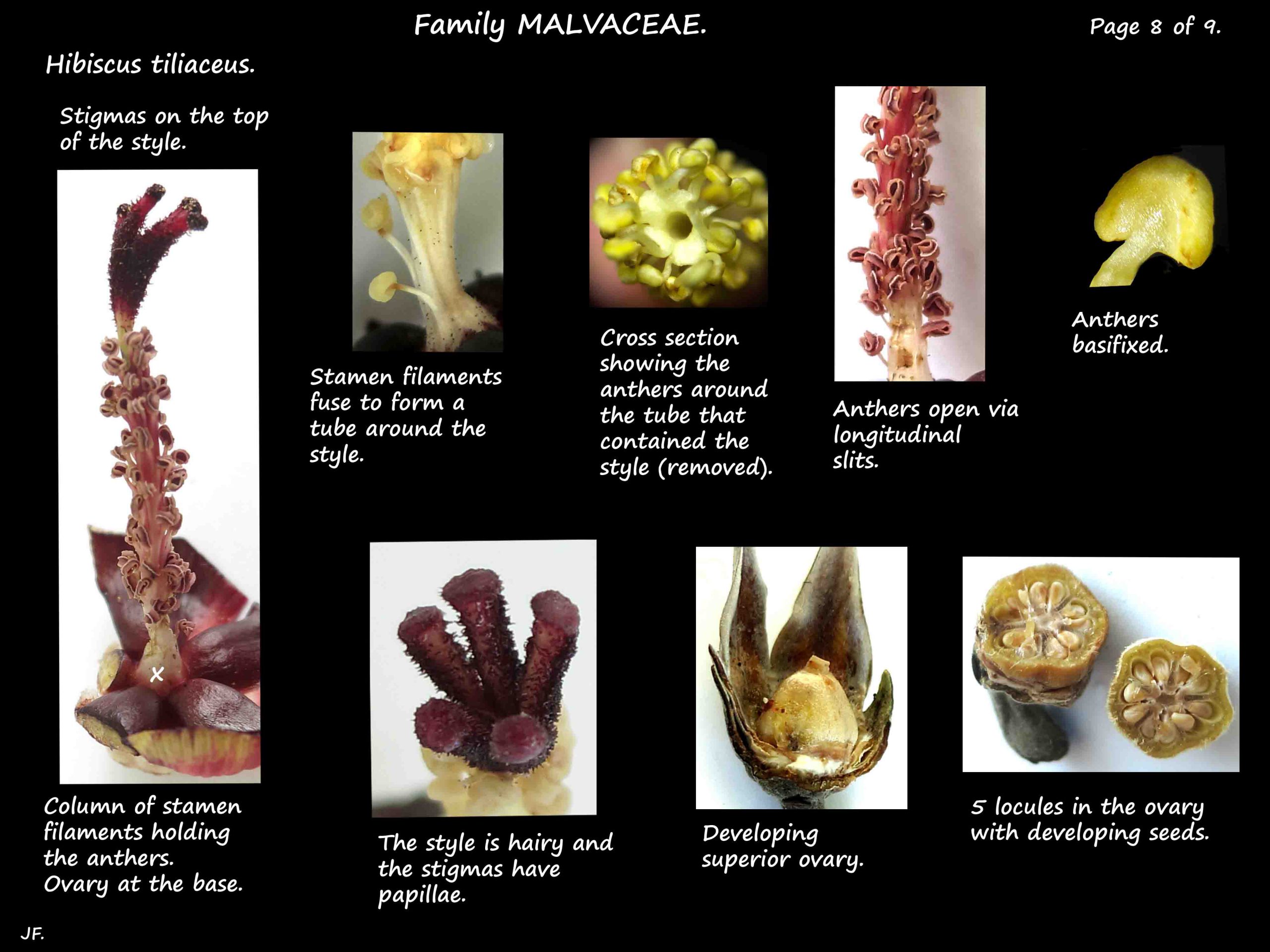 8 Staminal column & ovary of Hibiscus tiliaceus